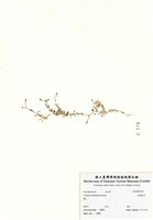 藏品(細葉卷耳)的圖片